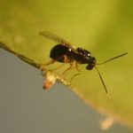 Alerta sobre la presencia de la avispilla en la Sierra