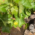 El Consejo Regulador del Condado de Huelva activa la alerta por mildiu tras detectar los primeros focos en el viñedo