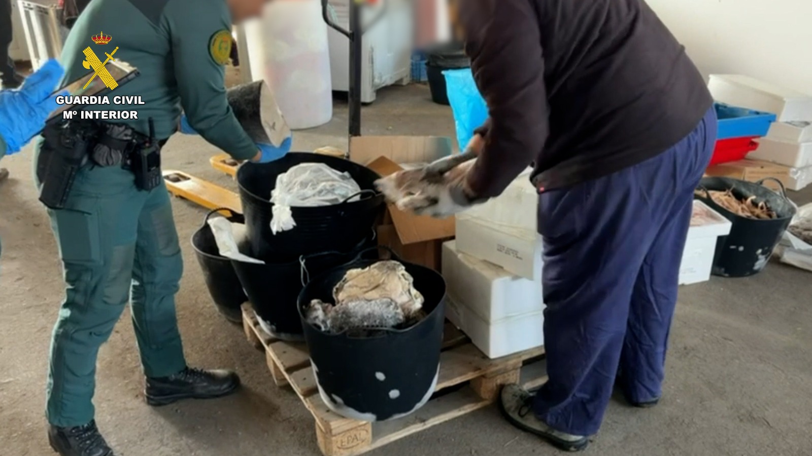 Intervenidos 600 kilos de productos pesqueros en la provincia de Huelva