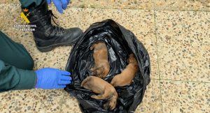 Encuentran siete cachorros en un contenedor de basura en Almonte