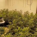 Desmantelada una plantación de marihuana en una casa de El Rompido