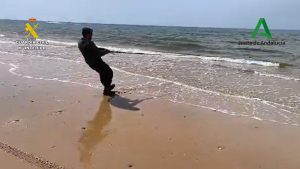 Intervenidos varios trasmallos ilegales en la Playa de Castilla
