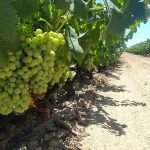 El secreto mejor guardado del enoturismo andaluz está en el Condado de Huelva