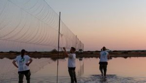 Más de 1.700 aves de 25 especies diferentes, resultado de una década de estudio en Marismas del Odiel en Huelva