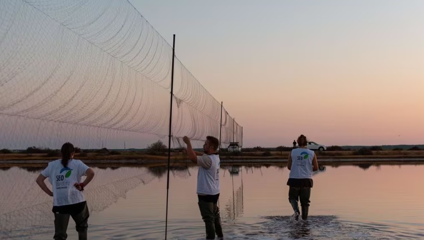 Más de 1.700 aves de 25 especies diferentes, resultado de una década de estudio en Marismas del Odiel en Huelva