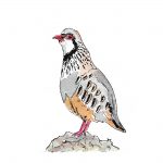 La artista onubense María Raya inaugura en Aljaraque la exposición “Aleteos” dedicada a las aves de Huelva