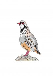 La artista onubense María Raya inaugura en Aljaraque la exposición “Aleteos” dedicada a las aves de Huelva