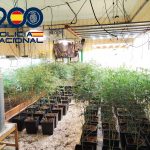 Cinco detenidos tras desmantelar otras tres plantaciones más de marihuana en Huelva