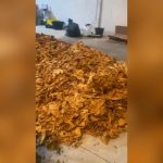 Dos detenidos tras desmantelar una fábrica ilegal de tabaco en La Palma del Condado