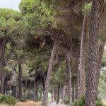 Inaugurado el nuevo carril bici que conecta el municipio con el entorno de Doñana