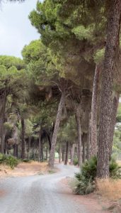 Inaugurado el nuevo carril bici que conecta el municipio con el entorno de Doñana