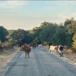 La Policía Local de Rociana retira una treintena de vacas de la carretera y evita un posible accidente