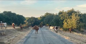 La Policía Local de Rociana retira una treintena de vacas de la carretera y evita un posible accidente