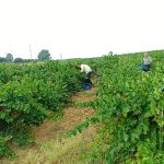 El Consejo Regulador del Condado de Huelva ofrece recomendaciones a los viticultores para garantizar la máxima calidad de la vendimia 2026