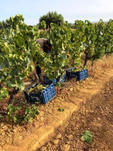 El Condado de Huelva da el primer corte a la vendimia 2026 