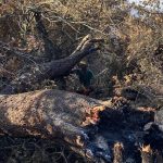 Berrocal recupera poco a poco la normalidad tras el incendio de Niebla