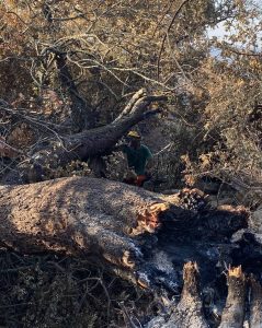 Diputación aprueba una ayuda extraordinaria urgente a Berrocal para afrontar daños del incendio de Niebla