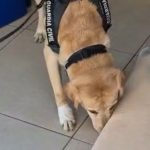 Interceptada en el Puerto de Huelva una almohada impregnada en coacína