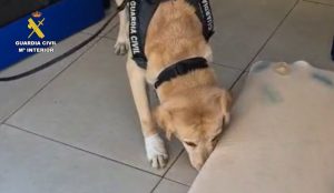 Interceptada en el Puerto de Huelva una almohada impregnada en coacína