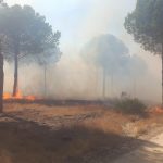 Extinguidos dos incendios forestales en Moguer y Lucena del Puerto