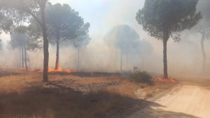 El Ayuntamiento de La Palma pide a la población extremar las precauciones ante la llegada de una densa nube de humo
