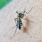 Andalucía registra su primera muerte por el virus del Nilo este año y eleva a 17 los casos