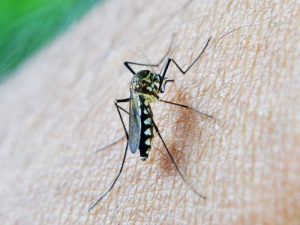 Andalucía registra su primera muerte por el virus del Nilo este año y eleva a 17 los casos