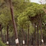 Tráfico activa cortes de carreteras y caminos en Almonte por la Venida de la Virgen del Rocío