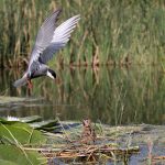 La Laguna Primera de Palos confirma la recuperación de su avifauna y se consolida como refugio de más de 150 especies de aves 