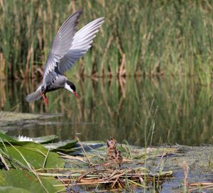 La Laguna Primera de Palos confirma la recuperación de su avifauna y se consolida como refugio de más de 150 especies de aves 