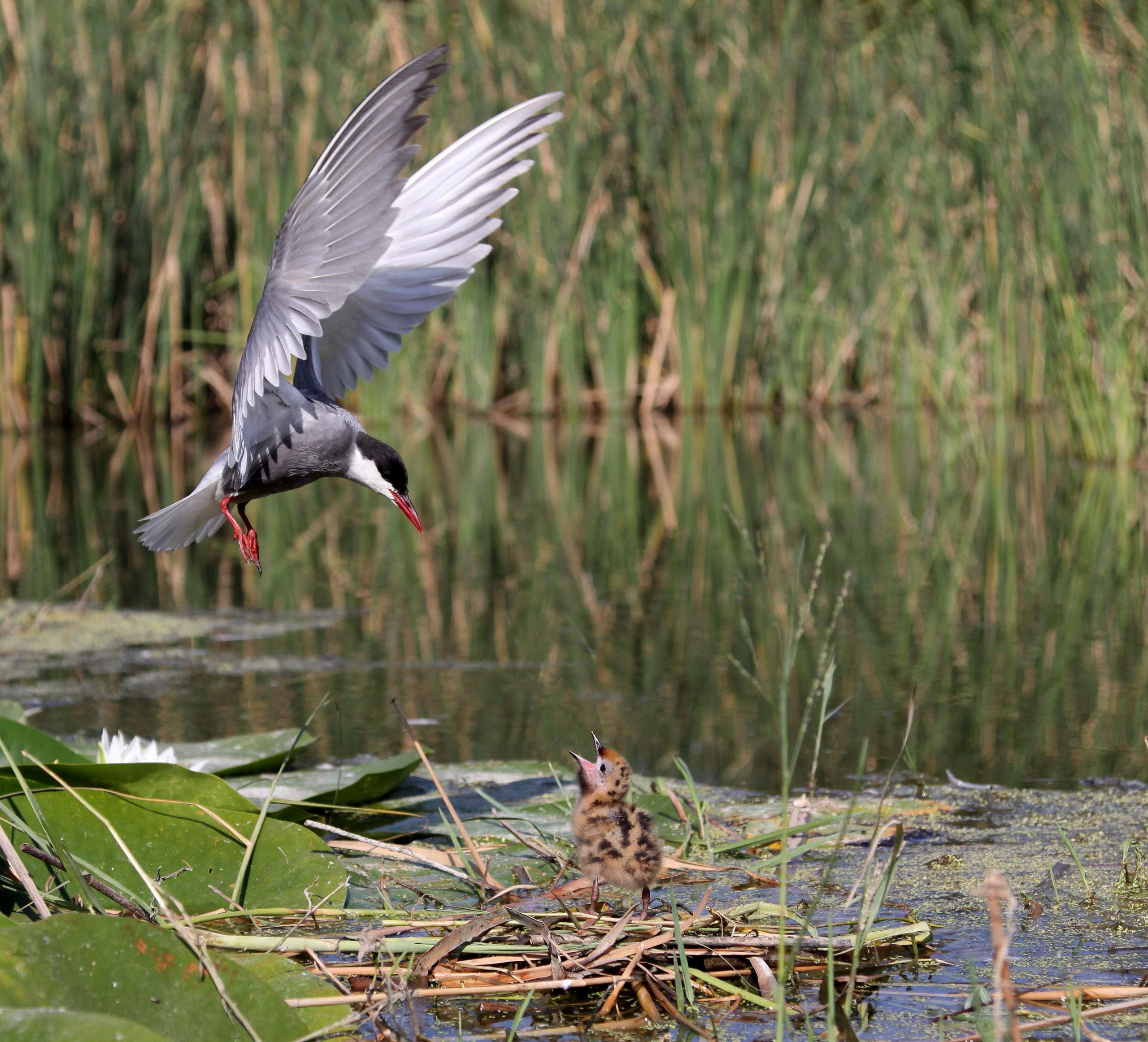 La Laguna Primera de Palos confirma la recuperación de su avifauna y se consolida como refugio de más de 150 especies de aves 