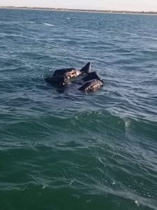 Rescatan a dos personas tras quedar a la deriva en una neumática que terminó hundiéndose frente a Doñana