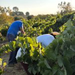 El Condado de Huelva afronta la vendimia con buenas expectativas