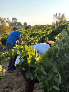 El Condado de Huelva afronta la vendimia con buenas expectativas