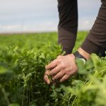 Los agricultores del Condado esperan que la segunda convocatoria de ayudas a Doñana llegue en diciembre
