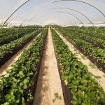 Publicada la resolución provisional de las ayudas a la renaturalización y restauración ecológica en el ámbito agrario y forestal de Doñana