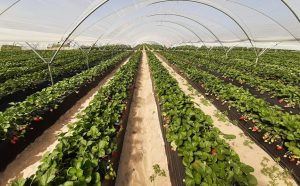 Publicada la resolución provisional de las ayudas a la renaturalización y restauración ecológica en el ámbito agrario y forestal de Doñana